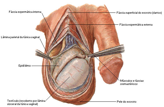 Órgãos genitais masculinos
