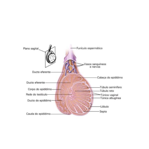 Função dos testículos