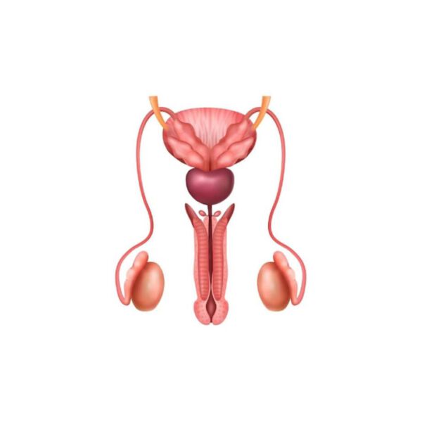 Sistema Reprodutivo Masculino
