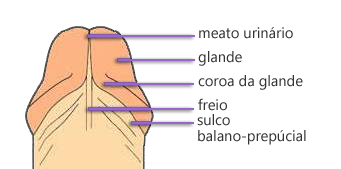 anatomia da glande aumento peniano